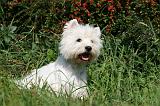 WESTIE 292